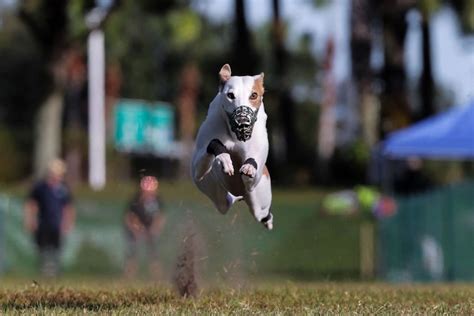 Meet Reas the Whippet, America’s fastest dog! - Celebrity Pets