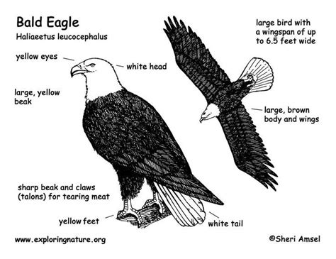 bird unit bald eagle anatomy with importantly of bald eagle anatomy ...