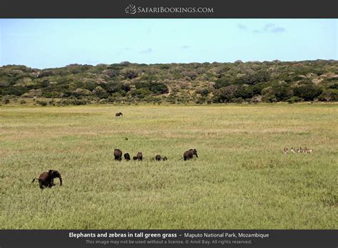 Maputo NP Wildlife Photos – Images & Pictures of Maputo National Park