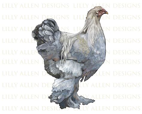 Brahma Chicken Png, Chicken Png, Brahma Chicken Sublimation Design ...