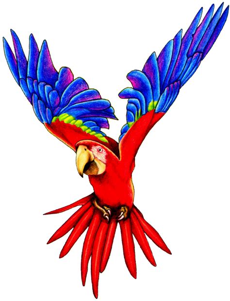 Parrot PNG Images Transparent Free Download