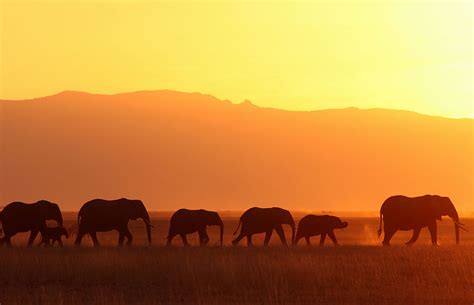 Amboseli NP Photos – Images & Pictures