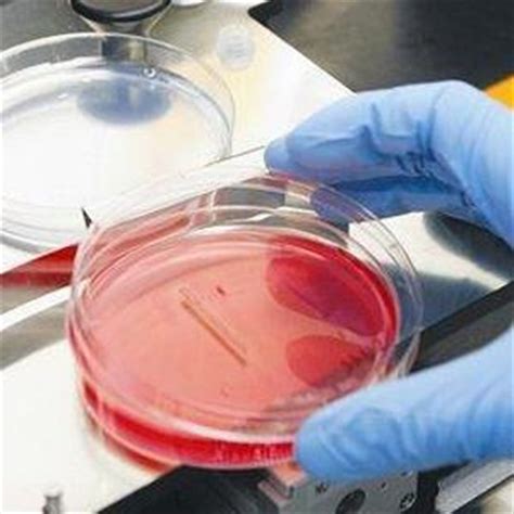 exVive3D 3D Printed Human Liver Tissue Now Commercially Available by Organovo - 3DPrint.com ...