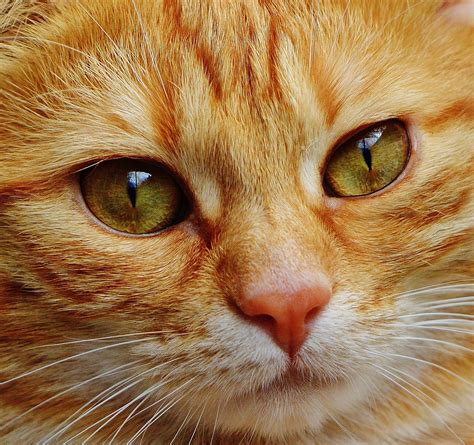 Katze Gesicht Nahaufnahme - Kostenloses Foto auf Pixabay - Pixabay