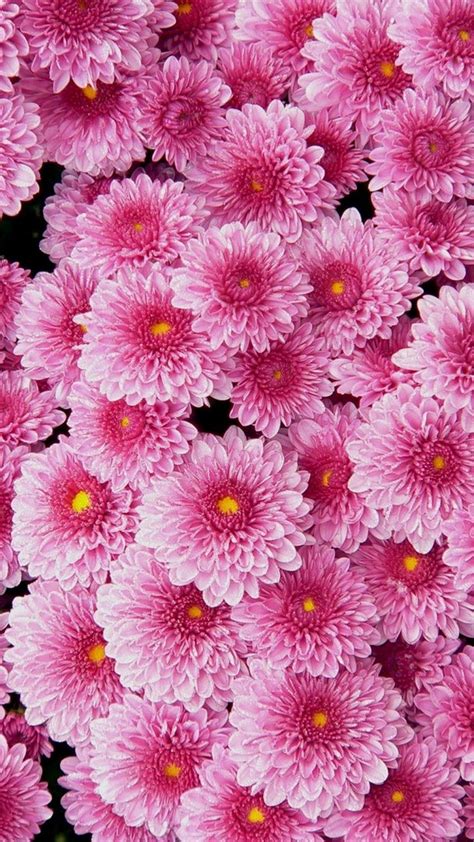 Pink Flower Wallpaper For Phone | Best HD Wallpapers | Flower ...