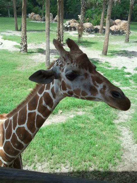 Feeding the giraffes at the Jacksonville Zoo..my favorite Animal | Jacksonville zoo, Giraffe ...