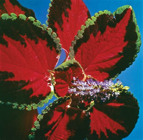 Coleus | Foliage Plant, Ornamental & Perennial | Britannica