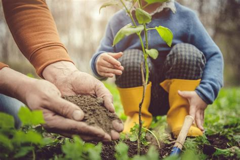 Best Ways to Plant Tree Saplings | Kellogg Garden Organics™