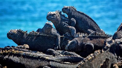 Galapagos Marine Iguanas - The Marine Iguana in the Galapagos