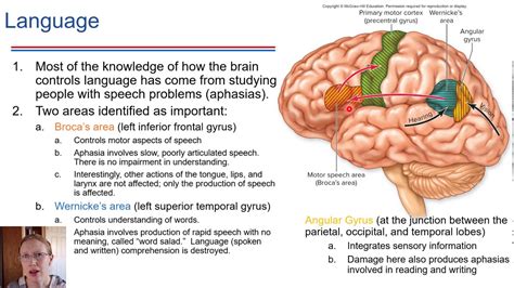 Lateralization and Language - YouTube