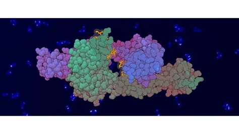 Anne Marie Wehenkel - Bacterial cell division mechanisms - Research ...