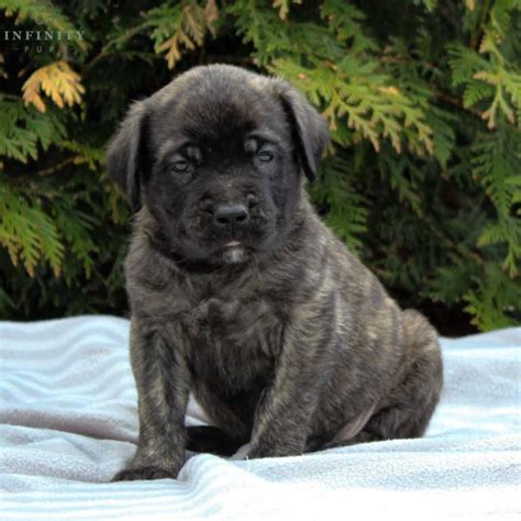 English Mastiff Puppies For Sale • Adopt Your Puppy Today • Infinity Pups