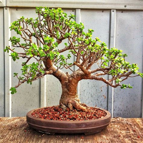 Jade plant bonsai | Jade bonsai, Indoor bonsai tree, Jade plant bonsai