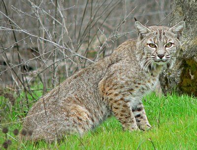 Bobcat | The Animal Facts