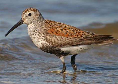 Breeding Plumaged Dunlin - 10,000 Birds