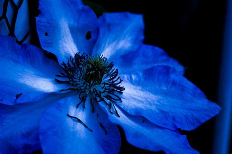 Blue flower 1 | Peter Heilmann | Flickr
