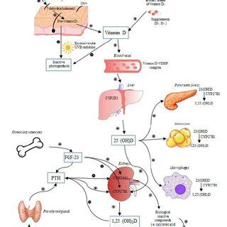 The regulation of synthesis and metabolism of vitamin D. The figure ...