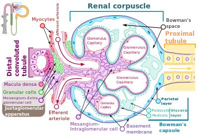 Wikizero - Glomerulus (kidney)