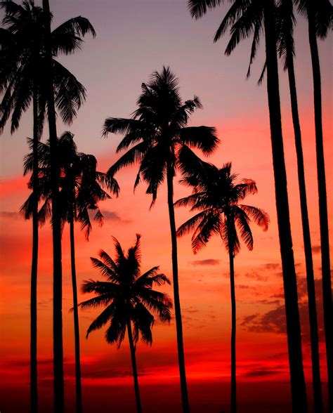 Sunset on a tropical Island | Premium Photo - rawpixel