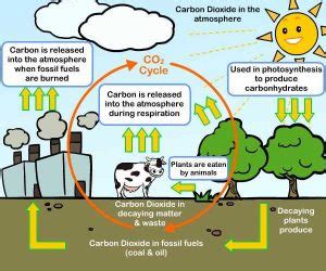 What are the sources of carbon dioxide gas? | Science online