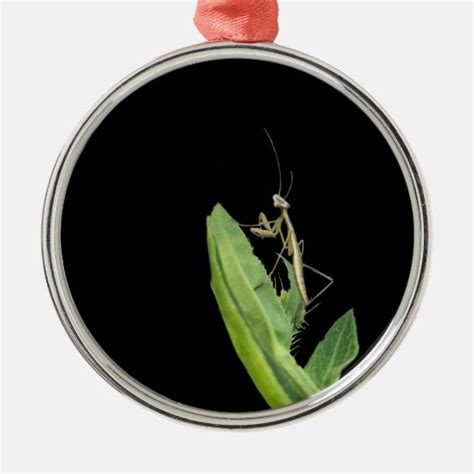 Praying Mantis Christmas Ornament | Zazzle.com