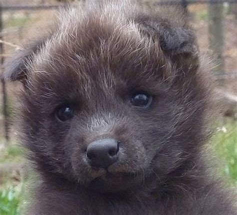 Maned Wolf Puppies - Baby Animal Zoo