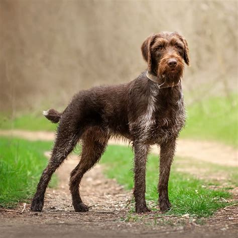 Tick Fever in Dogs - Symptoms & Treatment | Charlotte Vet | Rocky Mountain Spotted Fever