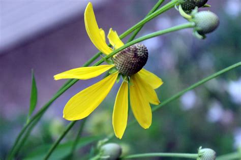 Mountain Moments: Summer Flowers in the Garden