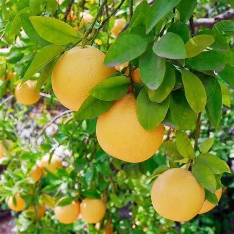 Cloud Farm Thai All Time SeedLess Lemon Plant Nimbu Plant Nibu plant ...