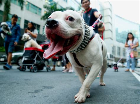 The True Purpose of Ear Cropping In Pitbulls and Its Pros and Cons - The Pet Town