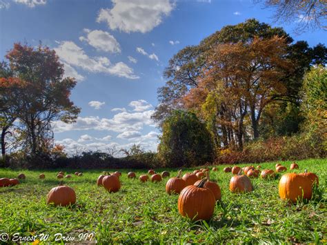 pumpkin patch | ~ Autumn Gatherings Love ~ | Pinterest | Pumpkin ... | Pumpkin patch, Fall decor ...