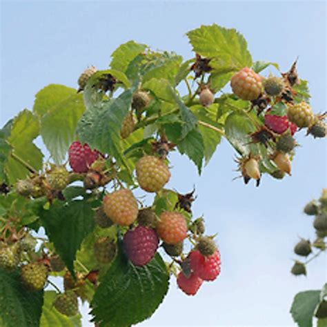 raspberry plants