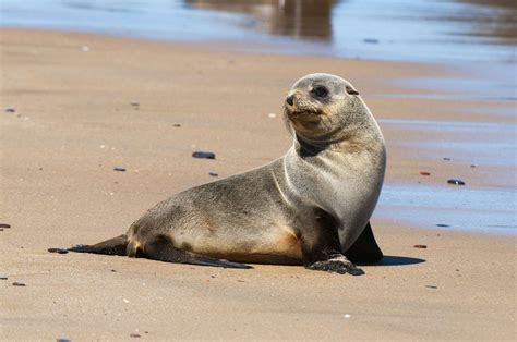 About Fur Seals