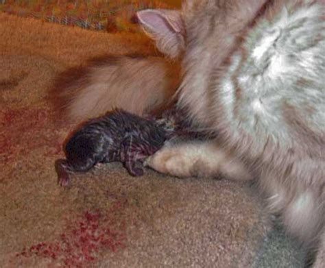 Blog About Cats: Pictures of Cats Giving Birth