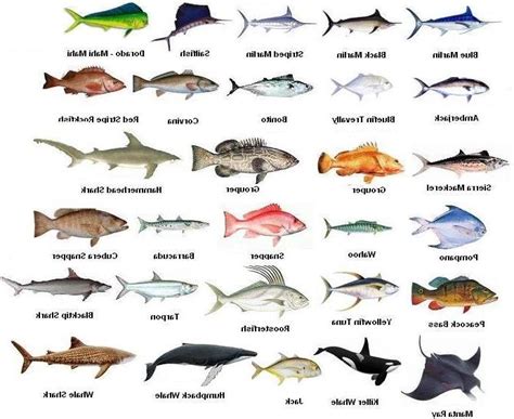 Types of freshwater aquarium fish photos