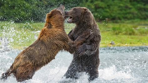 Massive grizzly bears battle for dominance at Alaskan National Park