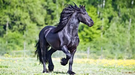 Friesian Horse Facts And Information - Breed Profile