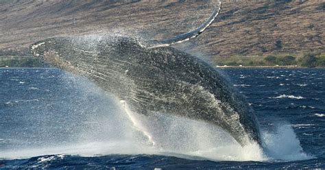 Most Affordable Maui Whale Watch - Best Maui Boat Tours