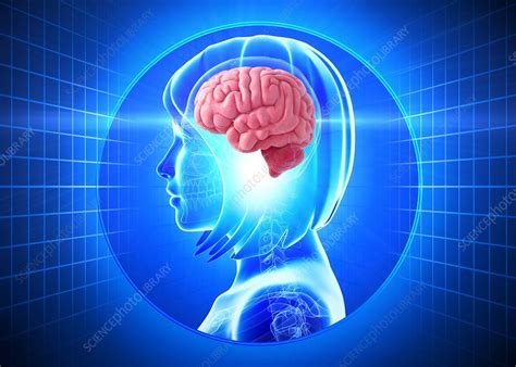 Female brain, artwork - Stock Image - F006/1943 - Science Photo Library