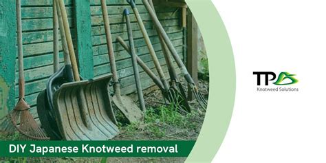 DIY Removal of Japanese Knotweed: Why It’s a Bad Idea | TP Knotweed Solutions