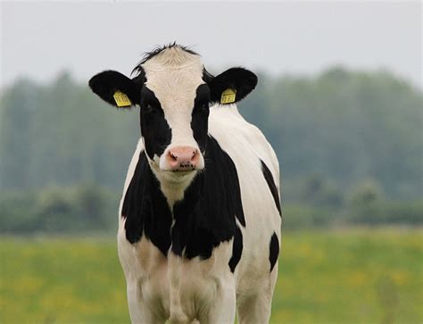 Holstein Cattle Breed: Facts, Uses, Origins & Characteristics | Pet Keen