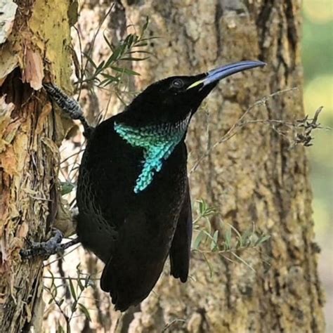 Say Hello To The Paradise Riflebird, A Creature With Brilliant Colors That Shine With A Metallic ...