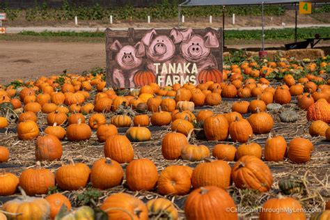 Tanaka Farms & Pumpkin Patch in Irvine - California Through My Lens