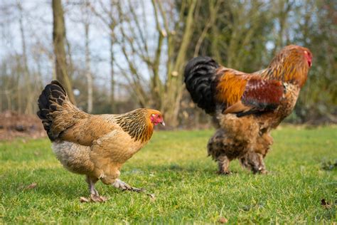 Brahma Chicken Breed Guide — Practical Self Reliance