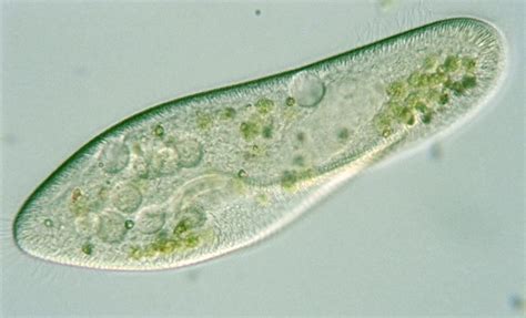 Paramecium | Biology, Microscopic photography, Protists