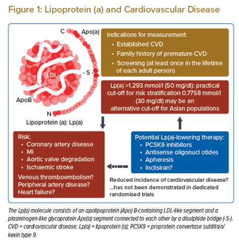 Lipoprotein (a) and Cardiovascular Disease | Radcliffe Cardiology