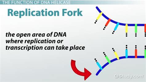 Dna Replication Helicase