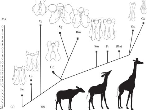 How Giraffes Became Winners by a Neck