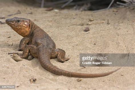 Canary Islands Wildlife Photos and Premium High Res Pictures - Getty Images