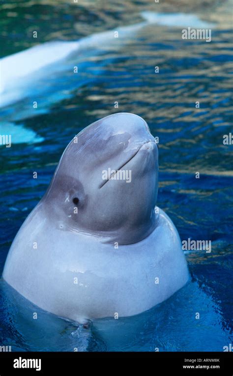 Vancouver Aquarium, Beluga Whale, Vancouver, British Columbia, Canada Stock Photo - Alamy